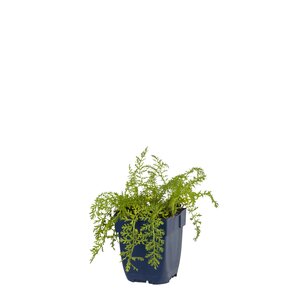 Hello Garden Epimedium pubigerum Orangekonigin vaste plant - afbeelding 1