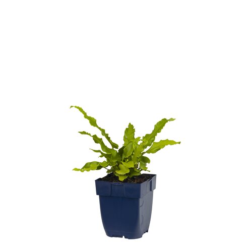 Hello Garden Eryngium planum 'Blue Hobbit' vaste plant