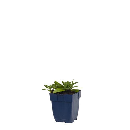 Physostegia virg. 'Bouquet Rose', in 11cm-pot
