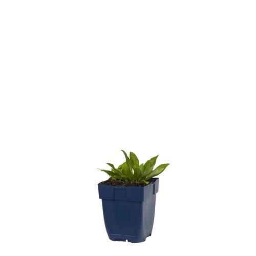 Physostegia virg. 'Summer Snow', in 11cm-pot