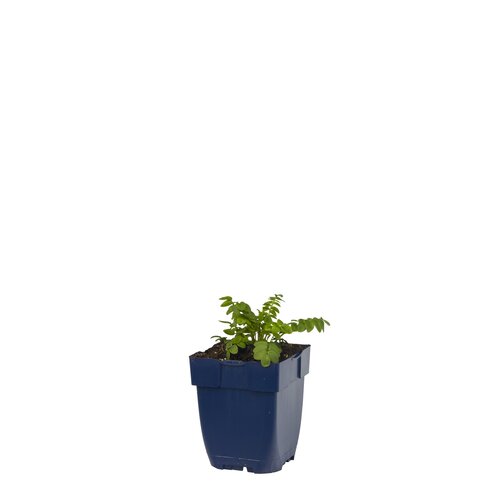 Polemonium caeruleum, in 11cm-pot