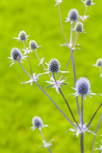 Hello Garden Eryngium planum vaste plant - afbeelding 2