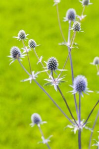 Hello Garden Eryngium planum vaste plant - afbeelding 2