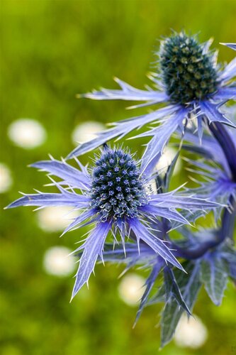 Hello Garden Eryngium planum vaste plant - afbeelding 3