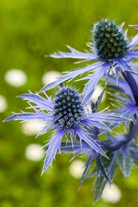 Hello Garden Eryngium planum vaste plant - afbeelding 3
