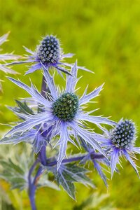 Hello Garden Eryngium planum vaste plant - afbeelding 4