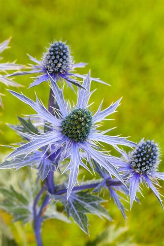 Hello Garden Eryngium planum vaste plant - afbeelding 5