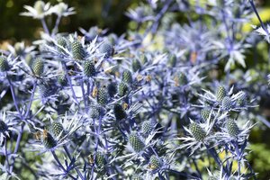 Hello Garden Eryngium planum vaste plant - afbeelding 6