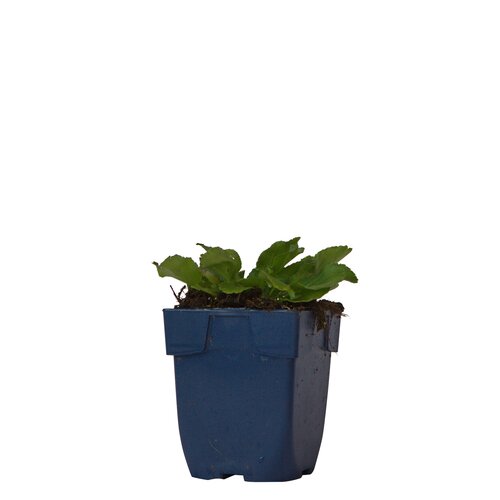 Hello Garden Eryngium planum vaste plant - afbeelding 1