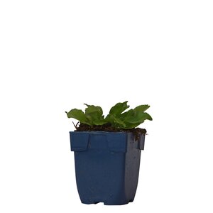 Hello Garden Eryngium planum vaste plant - afbeelding 1