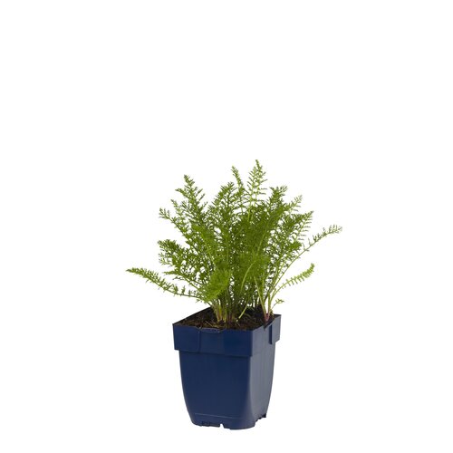 Achillea mill. 'Summer Pastels', in 11cm-pot