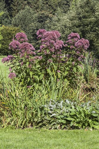Eupatorium purpureum, in 11cm-pot - afbeelding 5