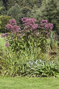 Eupatorium purpureum, in 11cm-pot - afbeelding 5