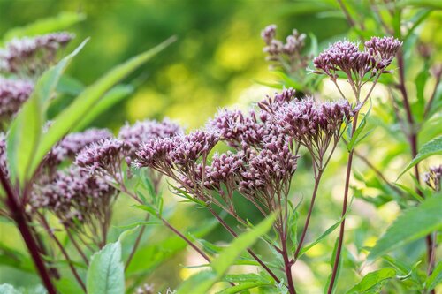 Eupatorium purpureum, in 11cm-pot - afbeelding 3