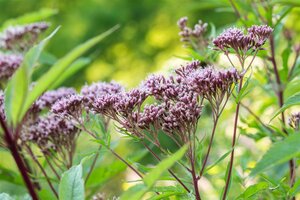 Eupatorium purpureum, in 11cm-pot - afbeelding 3