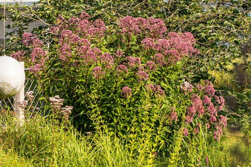 Eupatorium purpureum, in 11cm-pot - afbeelding 4