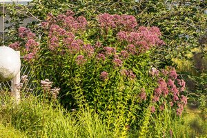 Eupatorium purpureum, in 11cm-pot - afbeelding 4