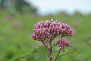 Eupatorium purpureum, in 11cm-pot - afbeelding 2