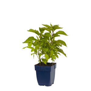 Eupatorium purpureum, in 11cm-pot - afbeelding 1