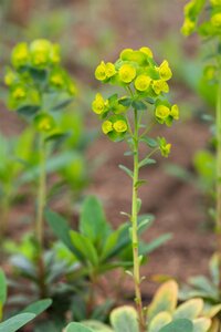 Hello Garden Euphorbia amygdaloides Robbiae vaste plant - afbeelding 3