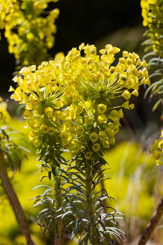 Euphorbia char. 'Wulfenii', in 11cm-pot - afbeelding 3