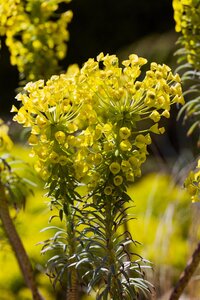 Euphorbia char. 'Wulfenii', in 11cm-pot - afbeelding 3