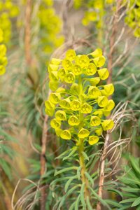 Euphorbia char. 'Wulfenii', in 11cm-pot - afbeelding 6