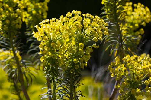 Euphorbia char. 'Wulfenii', in 11cm-pot - afbeelding 2