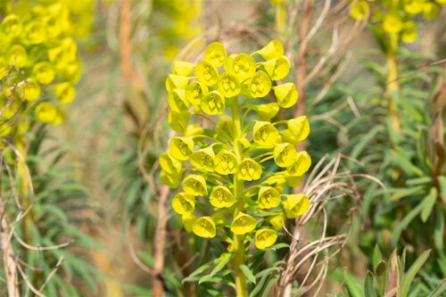 Euphorbia char. 'Wulfenii', in 11cm-pot - afbeelding 5