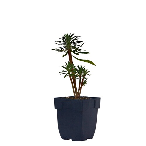 Euphorbia char. 'Wulfenii', in 11cm-pot - afbeelding 1