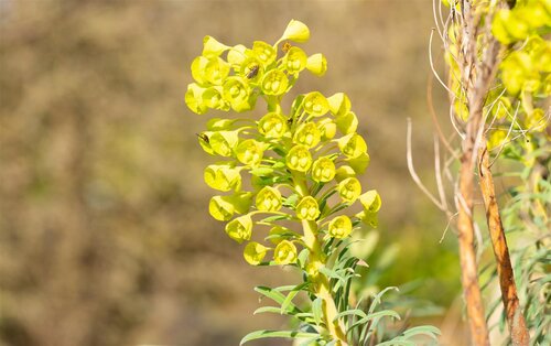 Euphorbia char. 'Wulfenii', in 11cm-pot - afbeelding 4