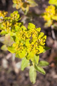 Hello Garden Euphorbia polychroma vaste plant - afbeelding 2