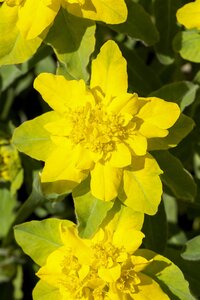 Hello Garden Euphorbia polychroma vaste plant - afbeelding 5