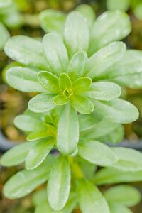 Hello Garden Euphorbia polychroma vaste plant - afbeelding 6