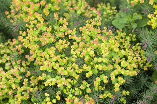 Hello Garden Euphorbia polychroma vaste plant - afbeelding 3