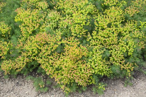 Hello Garden Euphorbia polychroma vaste plant - afbeelding 4