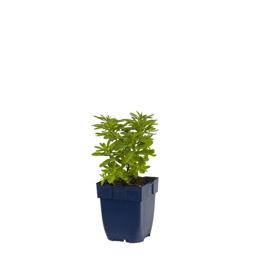 Hello Garden Euphorbia polychroma vaste plant - afbeelding 1