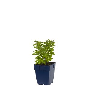 Hello Garden Euphorbia polychroma vaste plant - afbeelding 1