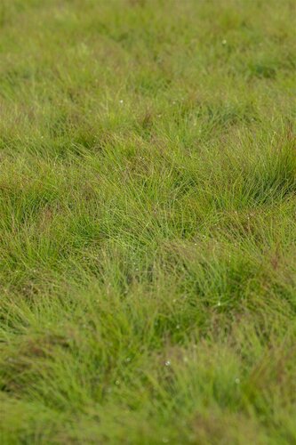Hello Garden Festuca amethystina siergras - afbeelding 1