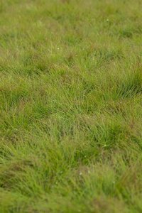 Hello Garden Festuca amethystina siergras - afbeelding 1