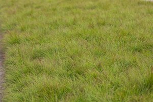 Hello Garden Festuca amethystina siergras - afbeelding 2