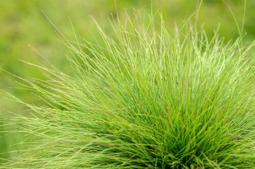 Hello Garden Festuca amethystina siergras - afbeelding 3
