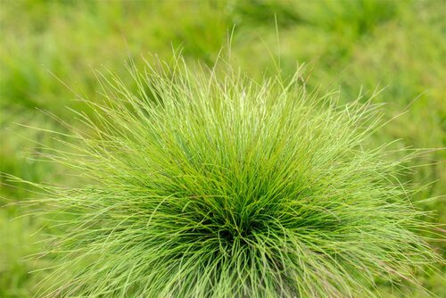 Hello Garden Festuca amethystina siergras - afbeelding 4