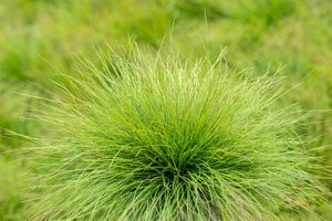 Hello Garden Festuca amethystina siergras - afbeelding 4