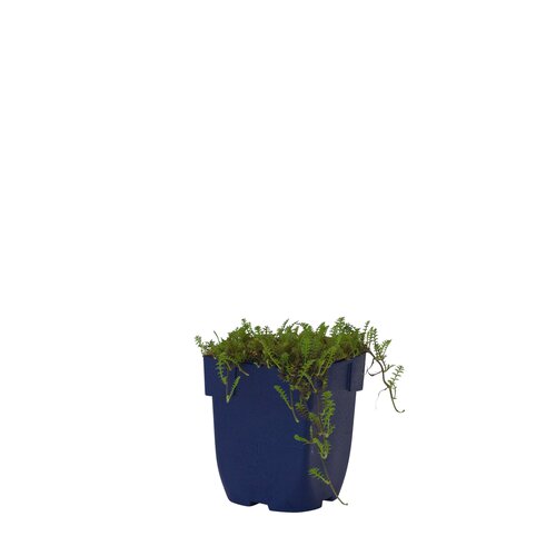 Hello Garden Festuca amethystina siergras