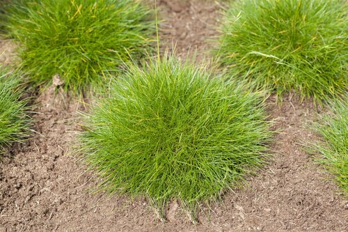 Festuca gautieri, in 11cm-pot - afbeelding 2