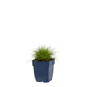 Festuca gautieri, in 11cm-pot - afbeelding 1