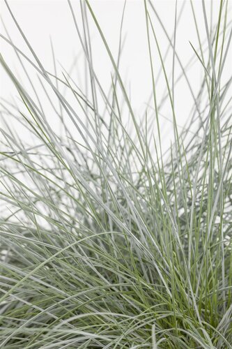 Hello Garden Festuca gigantea siergras - afbeelding 6