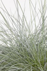 Hello Garden Festuca gigantea siergras - afbeelding 6