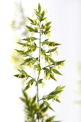 Aquilegia alpina, in 11cm-pot - afbeelding 3